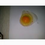 Заявка на яйцо ст белое 5 контейнеров в неделю