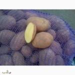 Продам насіннєва картопля