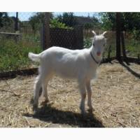 Продам колов Ламанчи