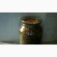 Продам бруньки смородини