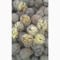 Продам бойный грецкий орех