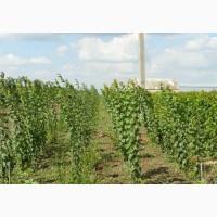 Продам Саджанці Яблук, Сливки, Горіха