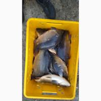 Реалізуємо живу рибу, короп, карась, щука, товстолоб