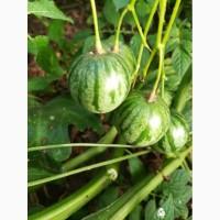 Продам семена овощных растений