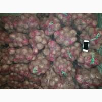 Продам столовую свеклу, сорт Детройт