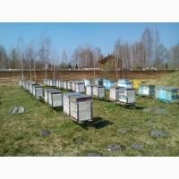 Продам пчелиные семьи и зимовалые отводки