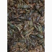 Продам живие раки