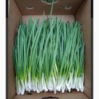 Продам зеленый лук сорт Штутгарт