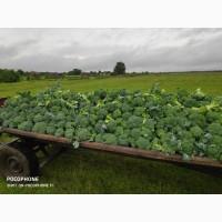 Продам капусту броколі (брокколи)