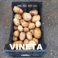 Продаем литовский картофель