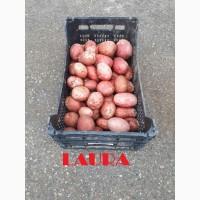 Продаем литовский картофель