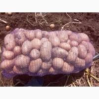 Продам Картошку