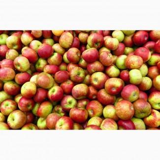 Куплю яблука!!! великий об#039;єм