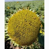 Насіння соняшника, ультра ранний сорт для пересівання Міраж