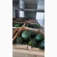 Кавун Македонія 2022