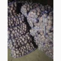 Продам картофель сорт пикассо