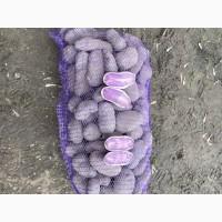 Продам картоплю марфуша фіолетова