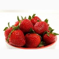 Продам домашню полуницю