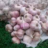 Продам часник оптом