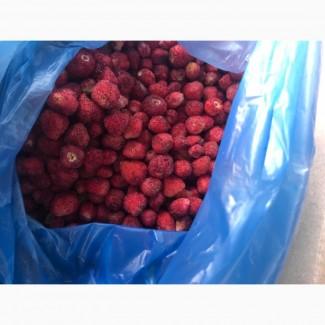 Продам суницю садову