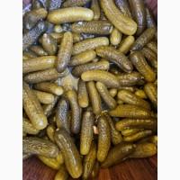 Продам квашений огірок (сорт Сатіна)