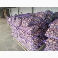 Продам. Картопля Рів’єра від сільгоспвиробника