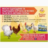 Індик Біг 6, білий широкогрудий