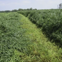 Райграс однорічний. Продам насіння райграсу однорічного