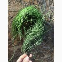 Продам хвощ польовий