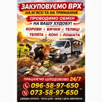 Закуповуємо ВРХ На М#039;ясо. Корови Коні. Бички.Телиці. ТЕЛЯТА