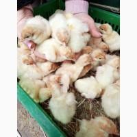 Продаж добових індичат Біг-6 широкогрудий