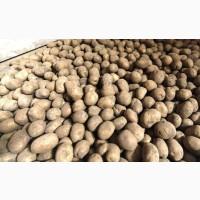 Продам картоплю велику, сорт Кубанка, Біла Роса