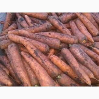 Гуртові продажі молодої моркви з Дніпра - старт сезону