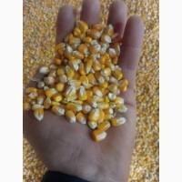 Продам кукурузу