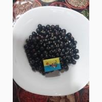 Смородина чорна оптом