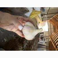 Продам домашній часник, сорт Любаша