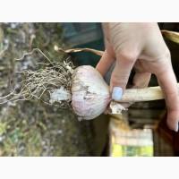 Продам домашній часник, сорт Любаша