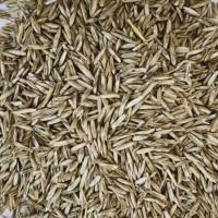 Продам насіння райграсу однорічного