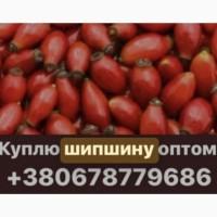 Куплю шипшину (шиповник) оптом