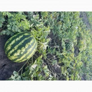 Продам солодкий кавун з поля Ау Продюсер 5-10 кг