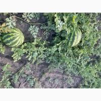 Продам солодкий кавун з поля Ау Продюсер 5-10 кг