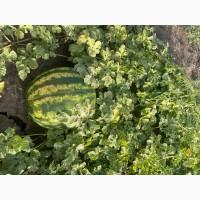 Продам солодкий кавун з поля Ау Продюсер 5-10 кг