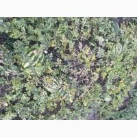 Продам солодкий кавун з поля Ау Продюсер 5-10 кг