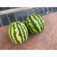 Продам солодкий кавун з поля Ау Продюсер 5-10 кг