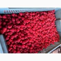 Куплю малину свіжу