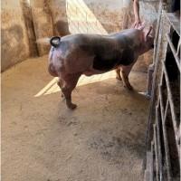 Продам хряка породи Пʼєтрен