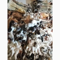 Куплю шкіри кролика різно кольорові