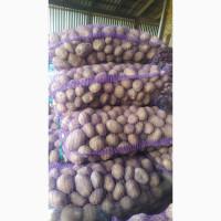 Продам картоплю Тайфун, Імпала