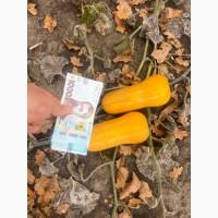 Гарбузи з поля