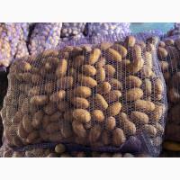 Продам насіннєву картоплю друга репродукция